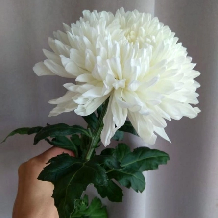 Хризантема одноголовая белая фото 1