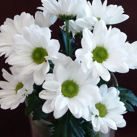 Хризантема Бакарди белая фото 1