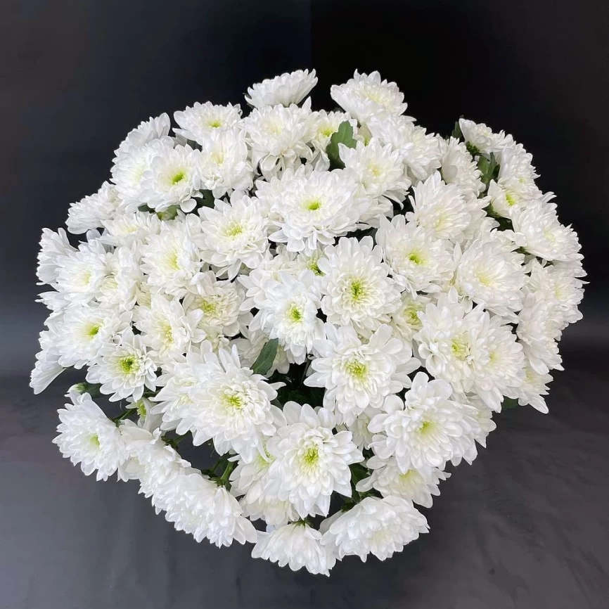 Хризантема Зембла белая фото 4