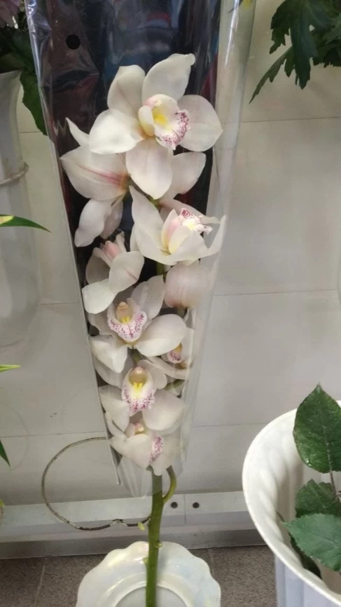 Орхидеи фото 3