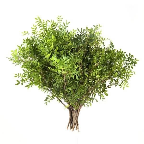 Фисташка фото 1