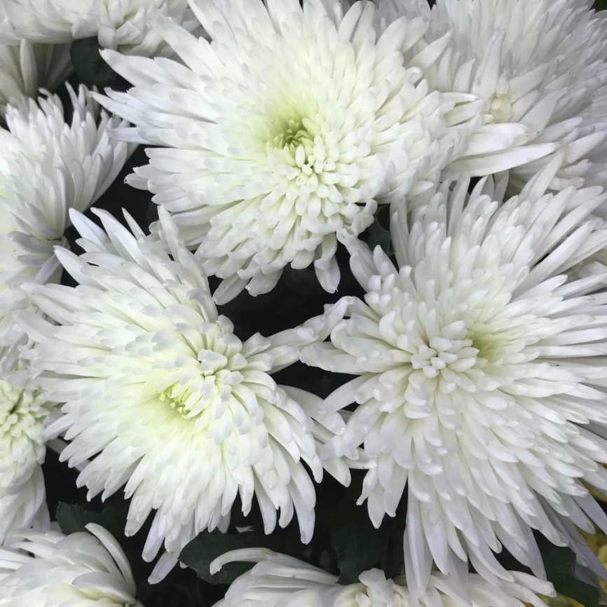 Хризантема Зембла белая фото 3