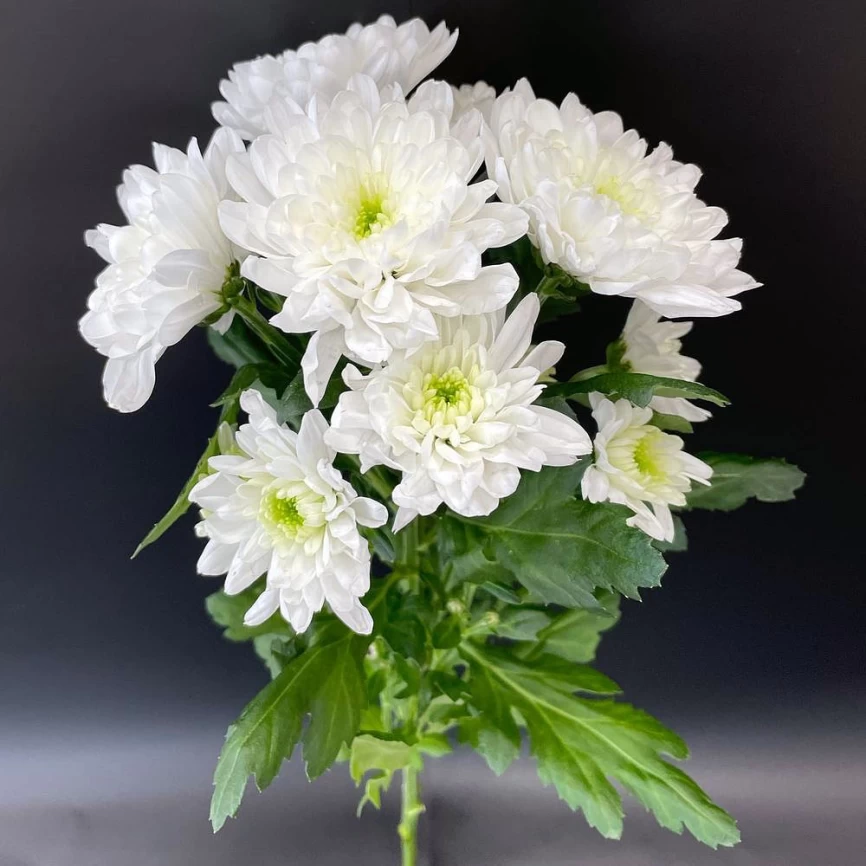 Хризантема Зембла белая фото 1