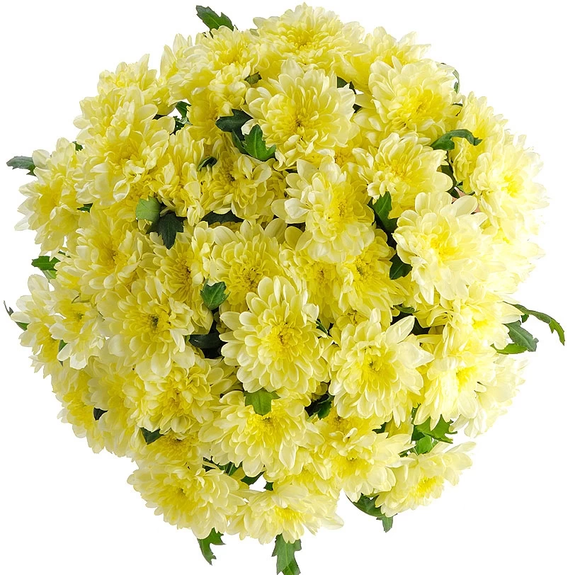 Хризантема Зембла кремовая фото 2