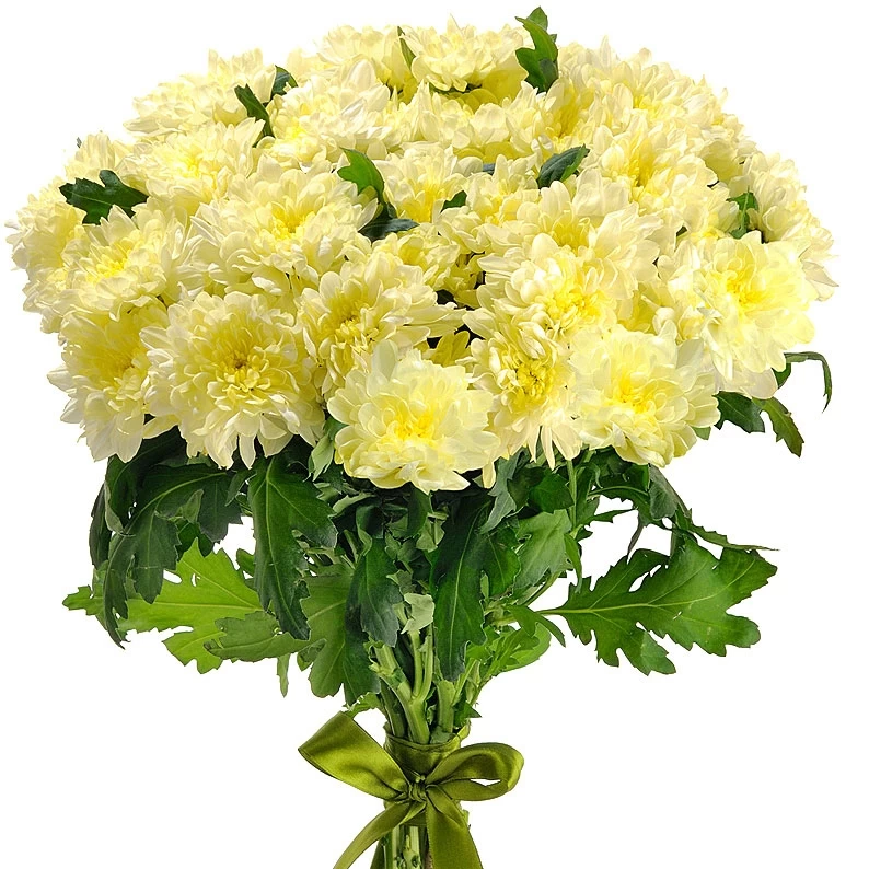 Хризантема Зембла кремовая фото 1