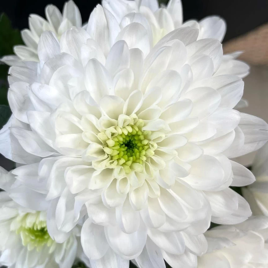 Хризантема Зембла белая фото 2